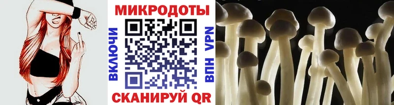 Галлюциногенные грибы Psilocybe  закладки  Михайлов 